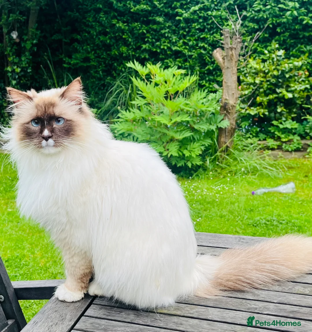 Ragdoll cats for sale: Ragdoll - Advert 2