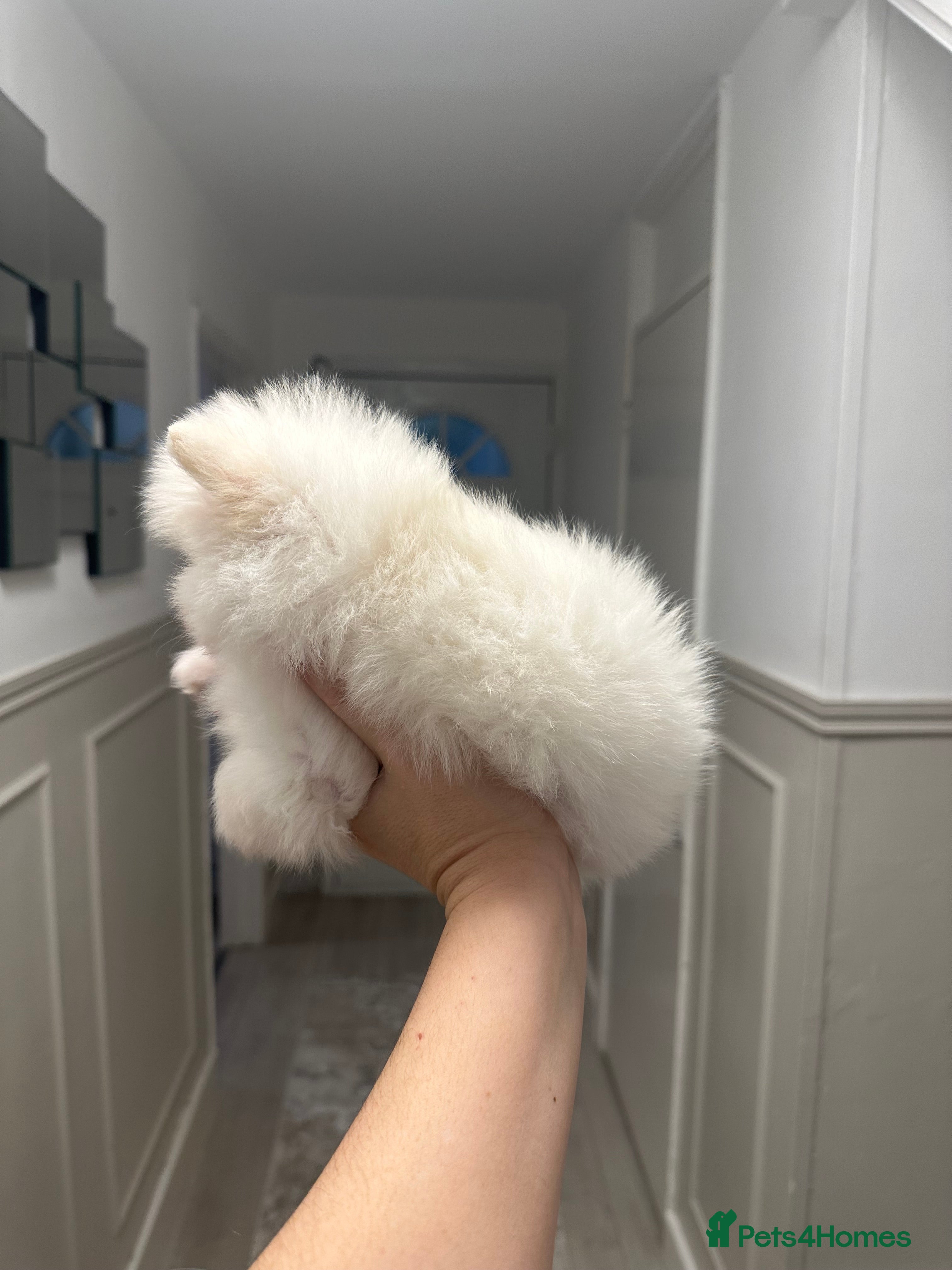 Pomeranian dogs Champion blood line teddy bear Pomeranian pups  - Advert 7