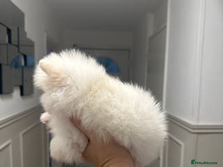 Pomeranian dogs Champion blood line teddy bear Pomeranian pups - Advert 7