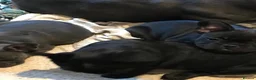 French Bulldog dogs for sale: French bulldog puppies  - Advert 8