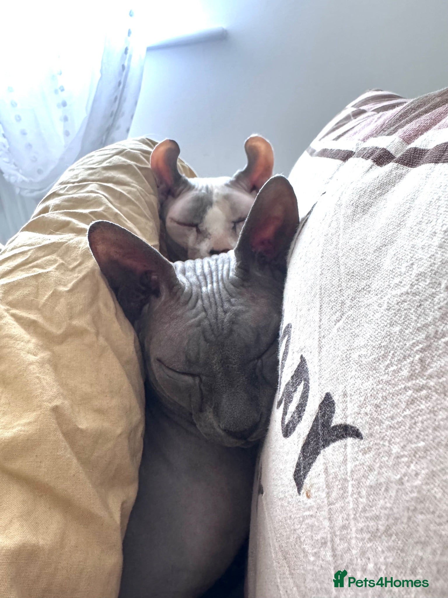 Sphynx cats TWO SPHYNX CATS LOOKING FOR A NEW HOME - Advert 4