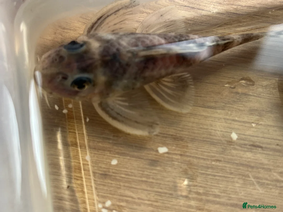 Plecos fish for sale: L333 Gurupa Rare! 9 adults. Pairs also available.  - Advert 6