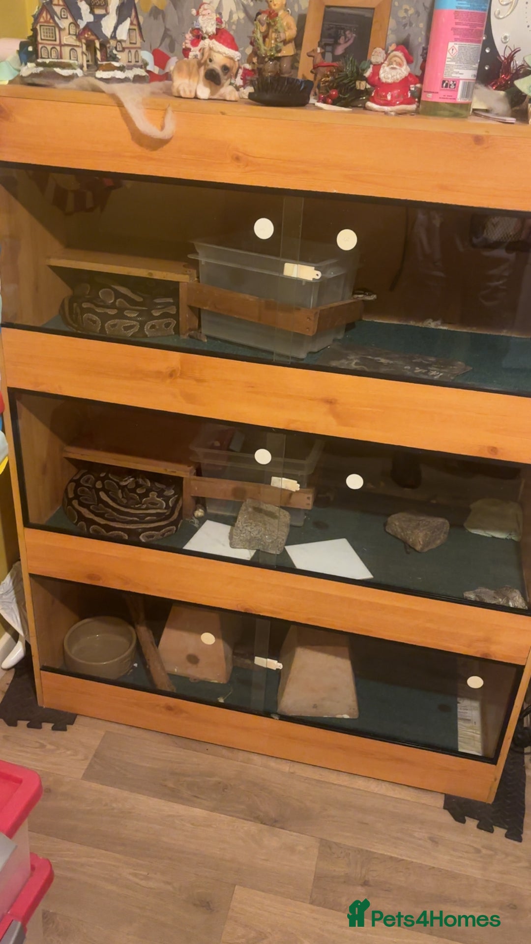 Python Snake reptiles for sale: Royal pythons  - Advert 1