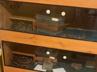 Python Snake reptiles Royal pythons - Advert 1