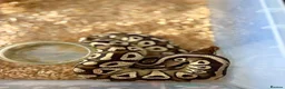 Python Snake reptiles for sale: Royal pythons  - Advert 11