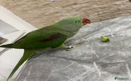 Parrots birds for sale: Kiwi, Stunning Green Playful Alexandrine Parrot - Image 2