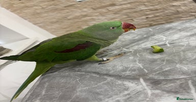 Parrots birds - Advert 5
