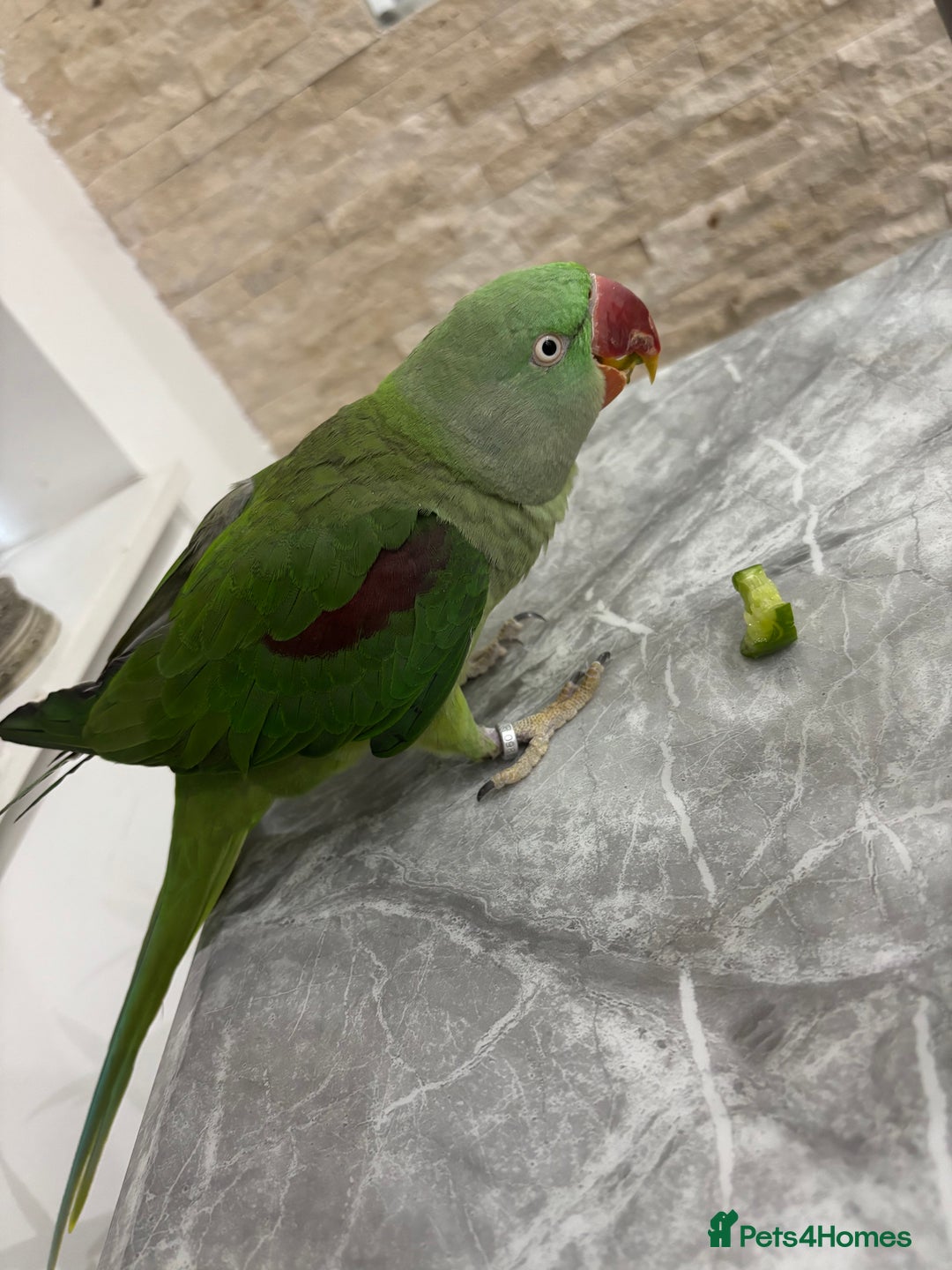 Parrots birds for sale: Kiwi, Stunning Green Playful Alexandrine Parrot - Image 2
