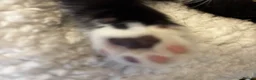 Mixed Breed cats for sale: Beautiful tuxedo kittens - Advert 14