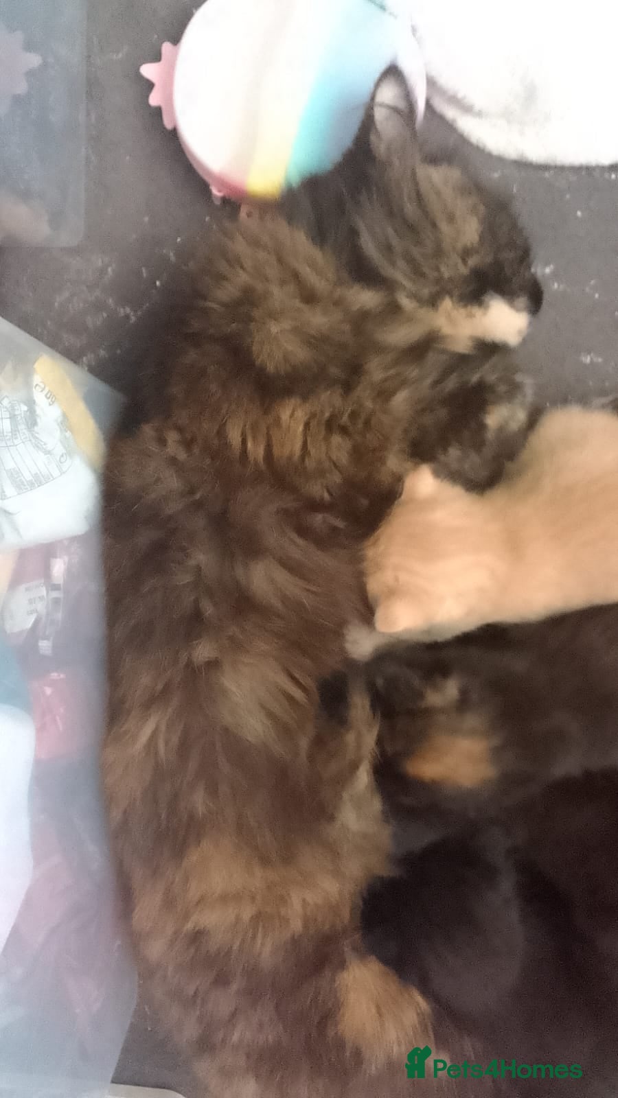 Mixed Breed cats mixed breed kittens  - Advert 6