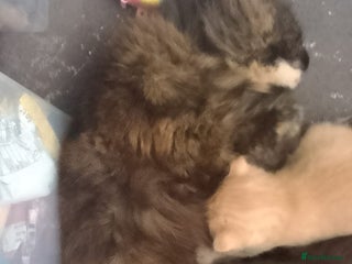 Mixed Breed cats for sale: mixed breed kittens - Advert 1