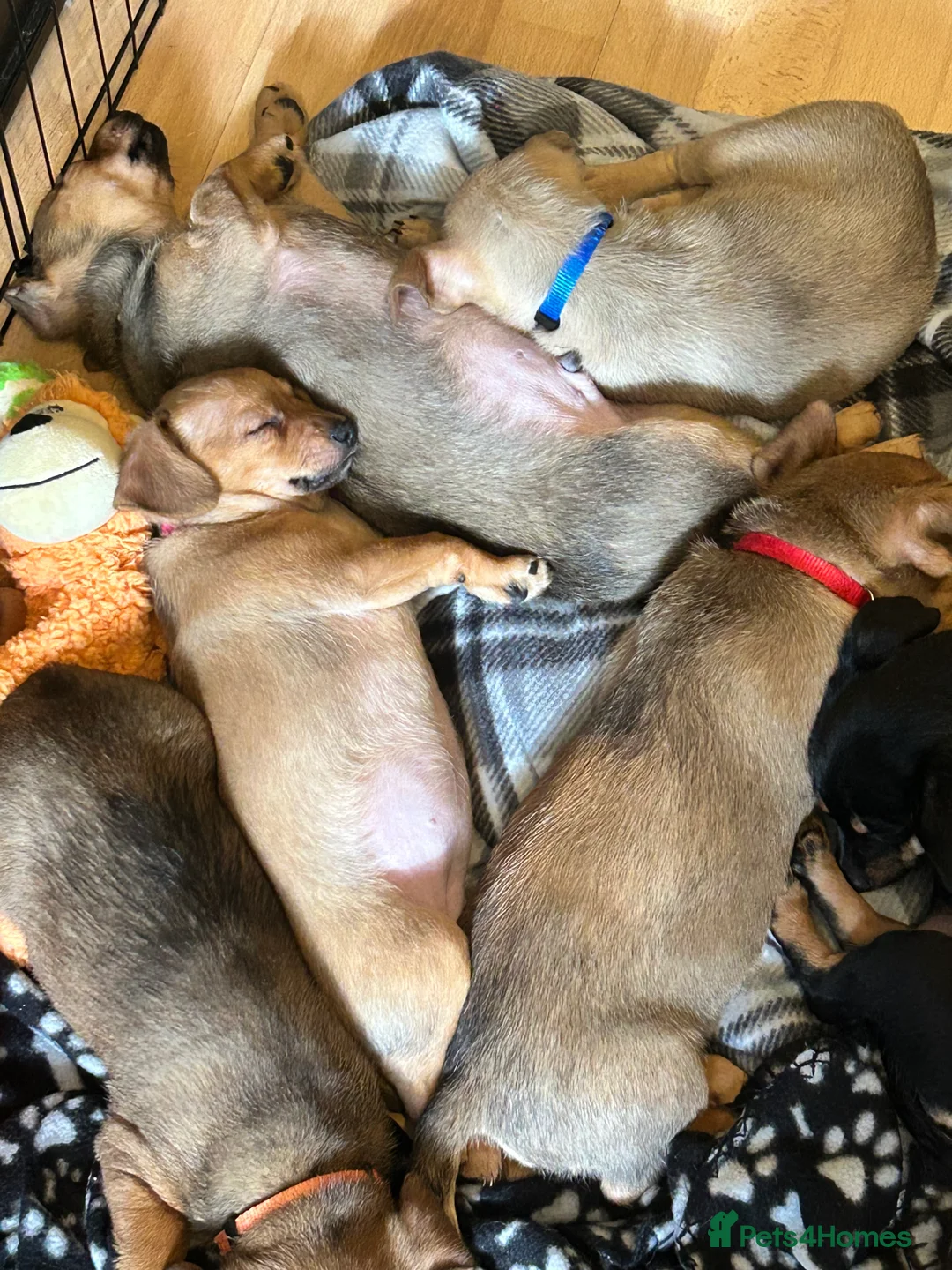 Mixed Breed dogs for sale: dachshund/Pomeranian x - Advert 2