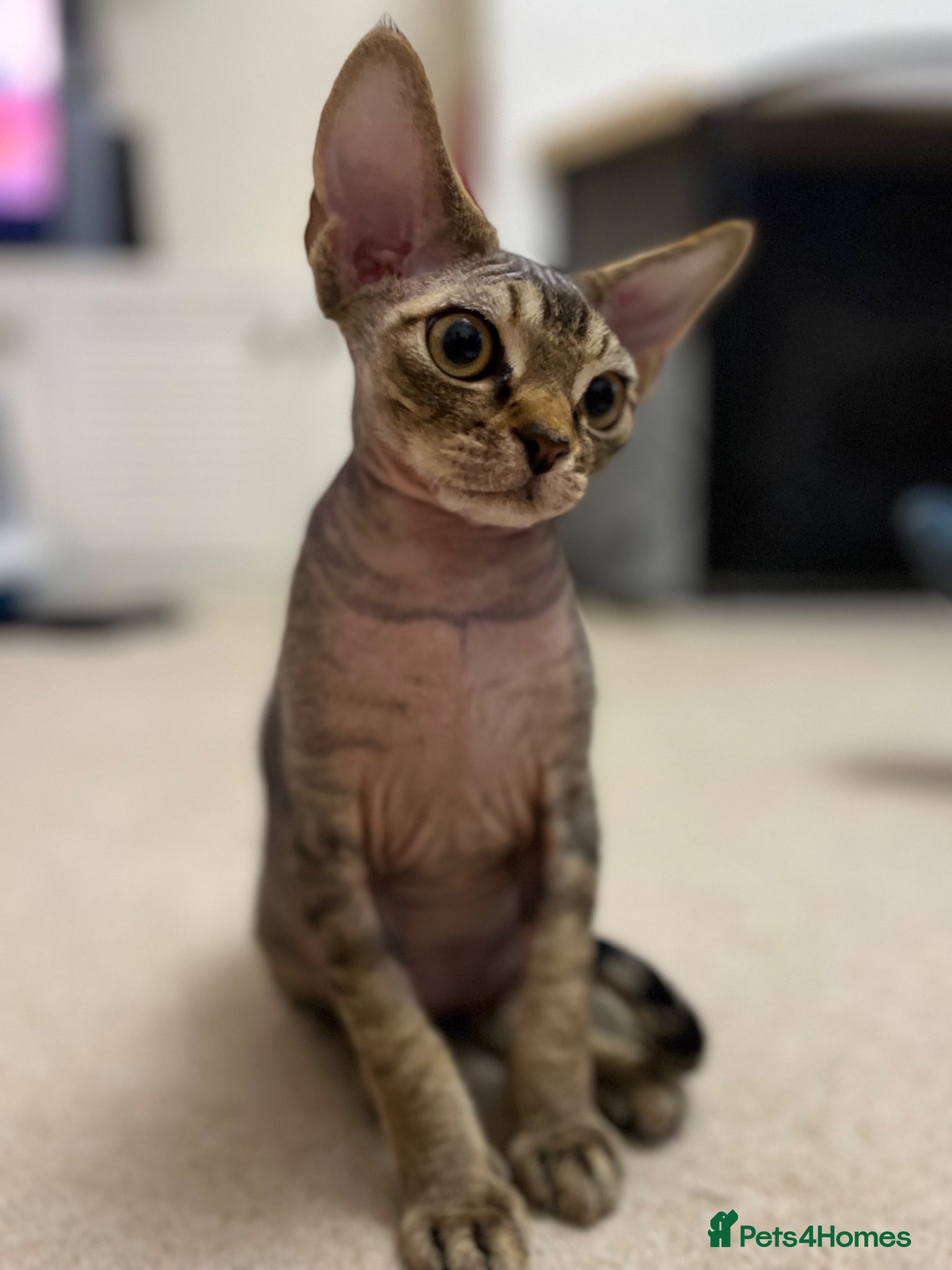 Devon Rex cats for sale: Lovely Devon Rex Kitten is looking for parents  - Advert 6