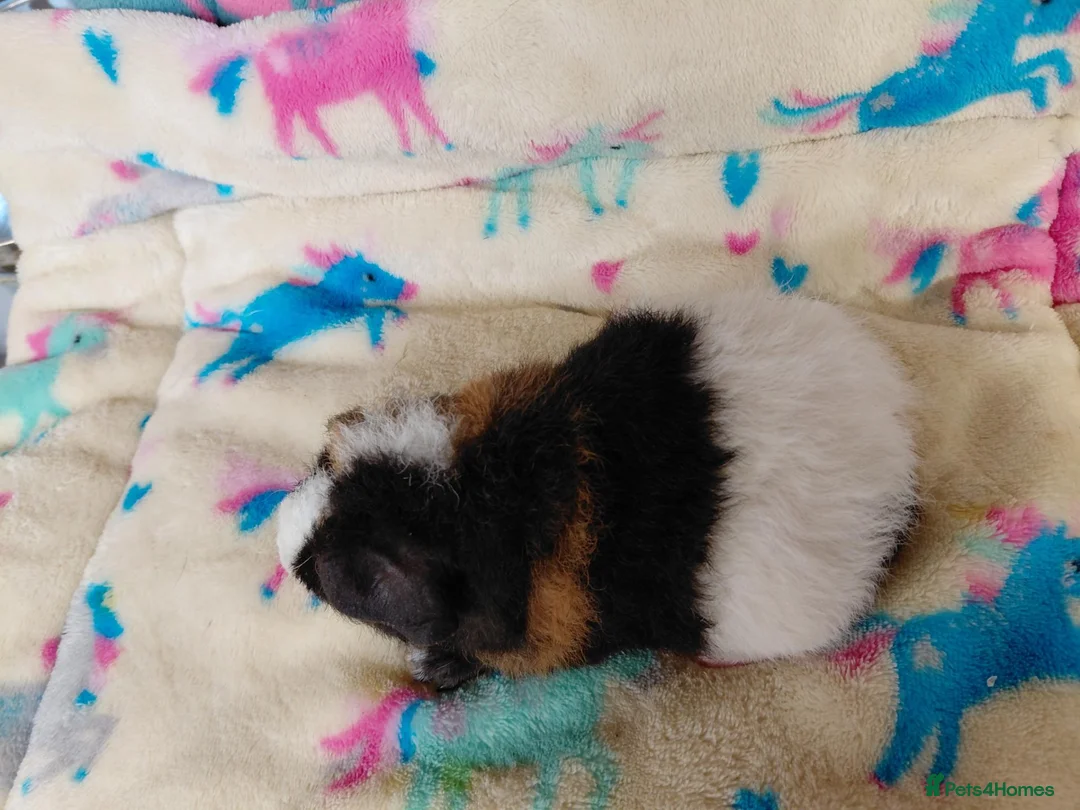 Guinea Pig rodents for sale: Baby Boars in longhaired breeds & teddies  - Advert 29