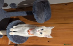 British Shorthair cats for sale: One lovely girl and three handsome boys  - Image 33