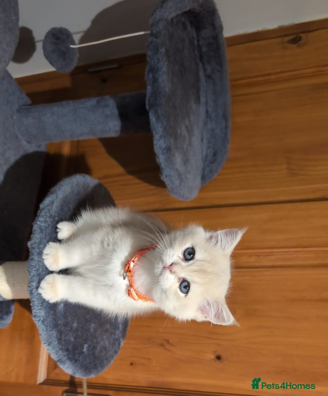 British Shorthair cats for sale: One lovely girl and three handsome boys  - Image 33