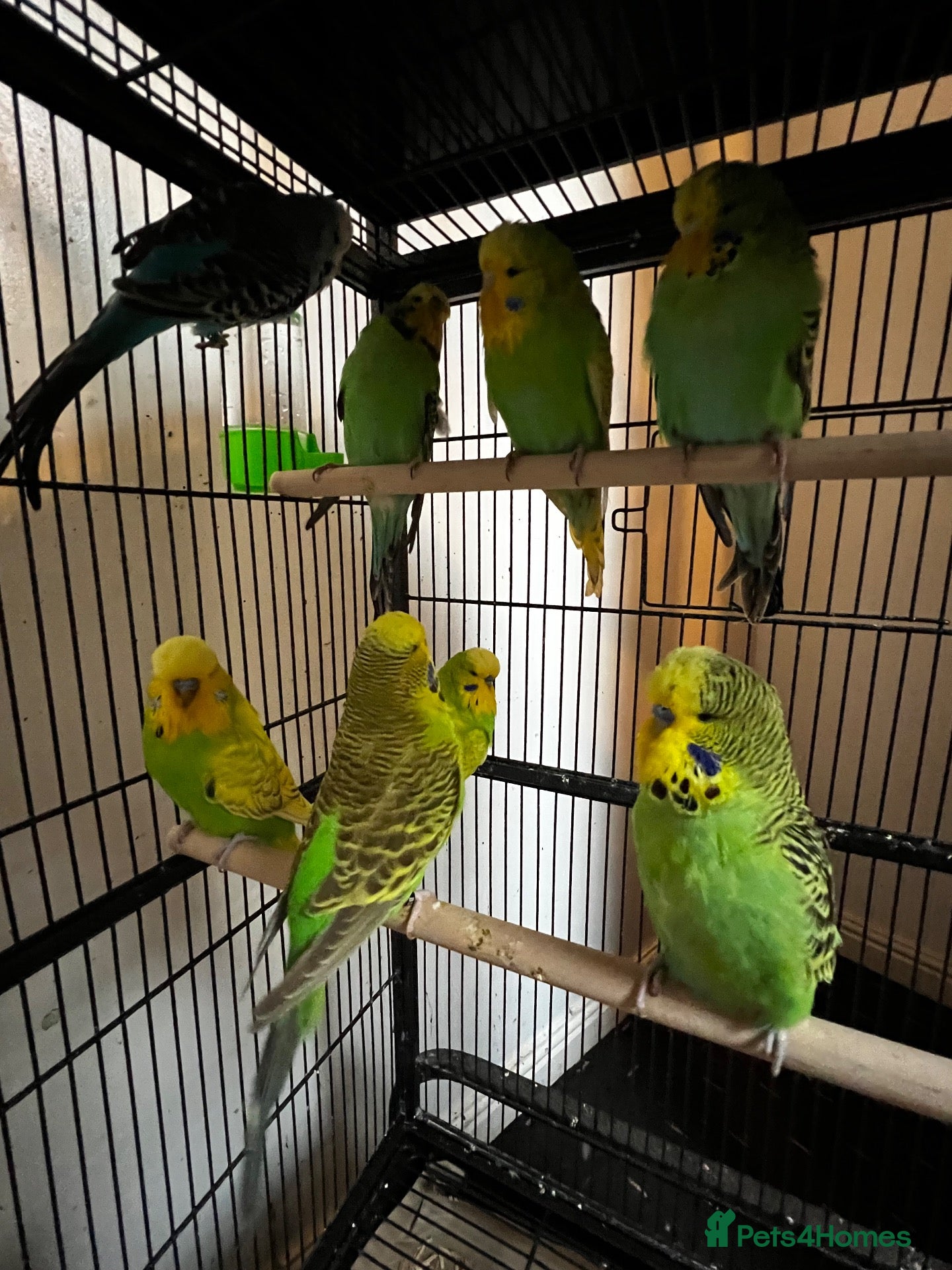 Budgerigars birds Beautiful budgies for sale  - Advert 14