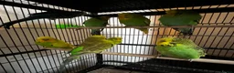 Budgerigars birds for sale: Beautiful budgies for sale  - Advert 1