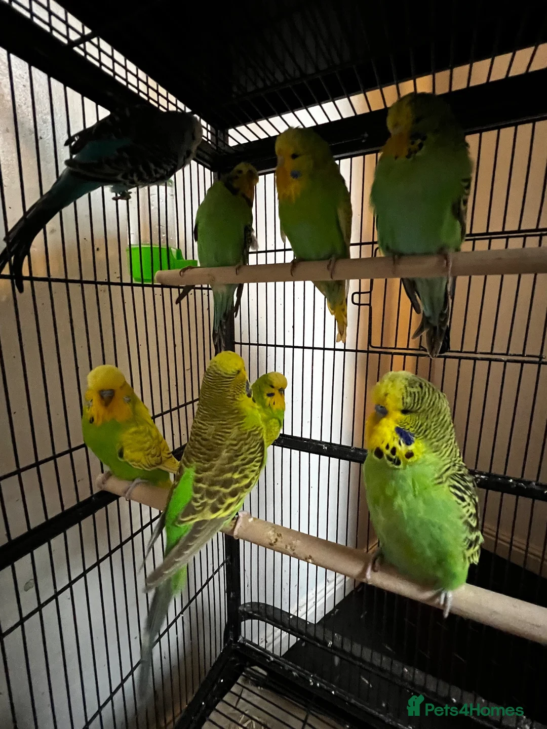 Budgerigars birds for sale: Beautiful budgies for sale  - Advert 1