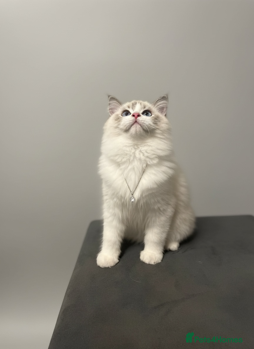 Ragdoll cats Last GCCF Champion Line ragdolls kitten  - Advert 7