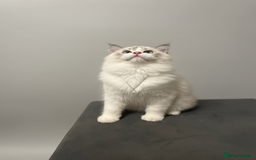 Ragdoll cats for sale: GCCF Champion Line ragdolls kitten  - Advert 1