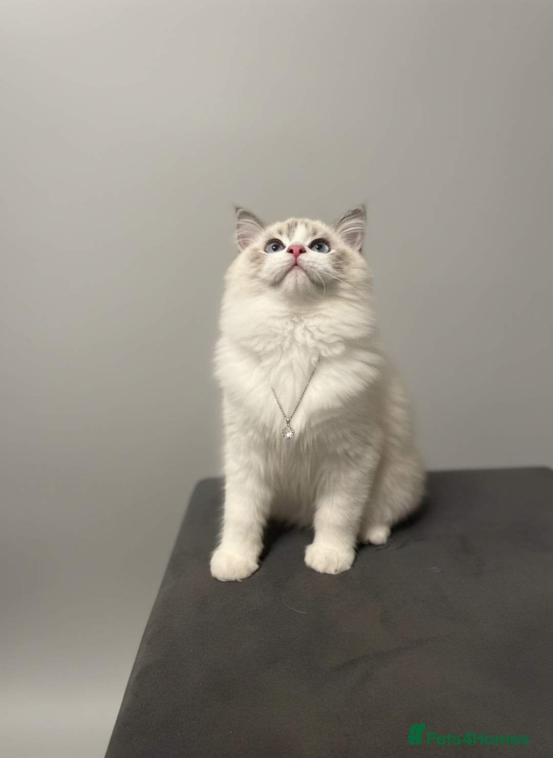 Ragdoll cats for sale: GCCF Champion Line ragdolls kitten  - Advert 1