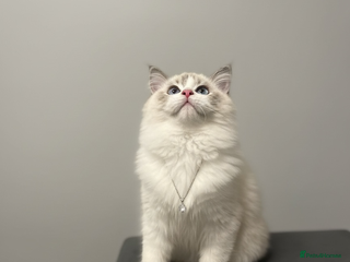 Ragdoll cats for sale: GCCF Champion Line ragdolls kitten - Advert 1