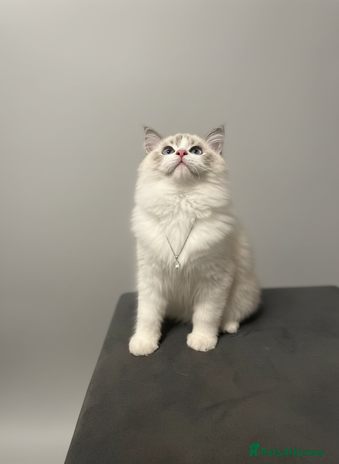 Ragdoll cats GCCF Champion Line ragdolls kitten - Advert 1