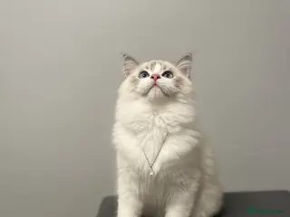 Ragdoll cats Last GCCF Champion Line ragdolls kitten - Advert 15