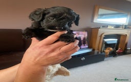 Cockapoo dogs for sale: Cockerpoo puppies Two Boys - Advert 3