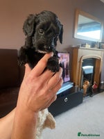 Cockapoo dogs Cockerpoo puppies Two Boys - Advert 1