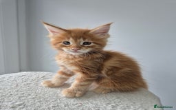 Maine Coon cats for sale: TICA - Maine Coon – 5 Boys Looking for Loving Home - Image 10