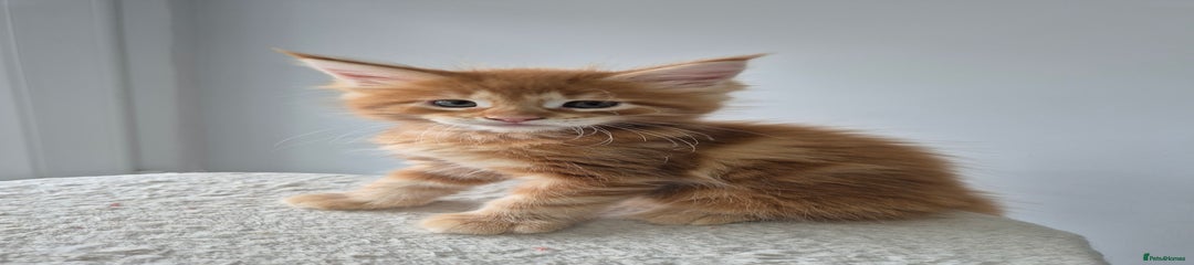 Maine Coon Kitten 2