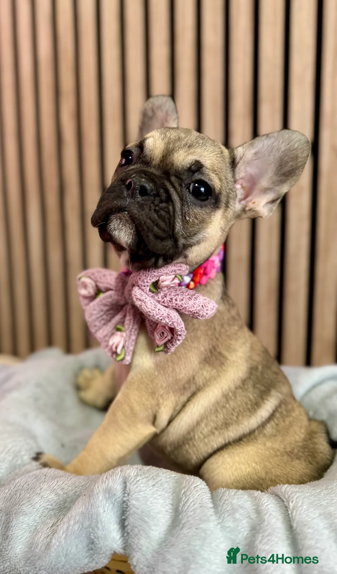 French Bulldog dogs for sale: KC REGISTERED FRENCH BULLDOG 🐶 - Advert 13