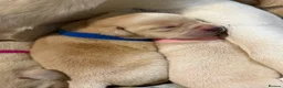 Labrador Retriever dogs for sale: Labrador puppies for sale  - Advert 20