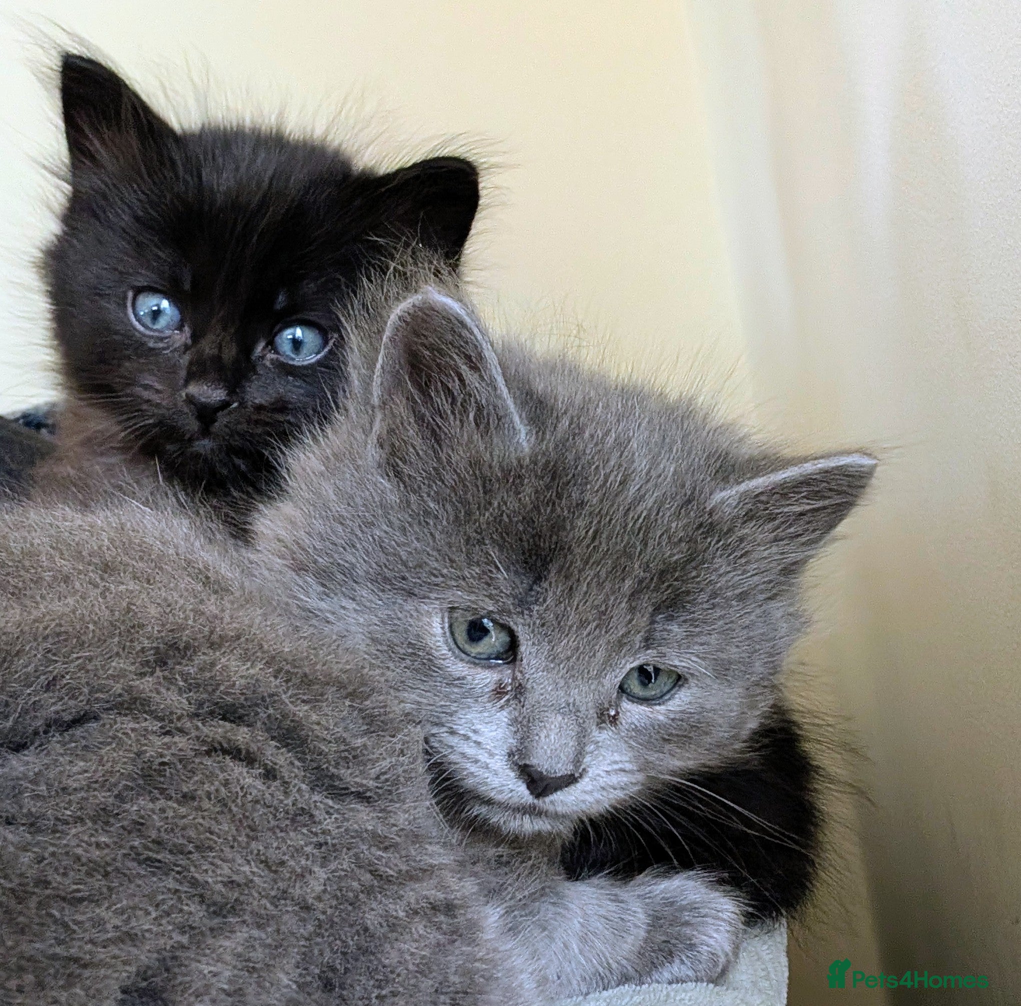 Mixed Breed cats Mixed breed kittens  - Advert 22