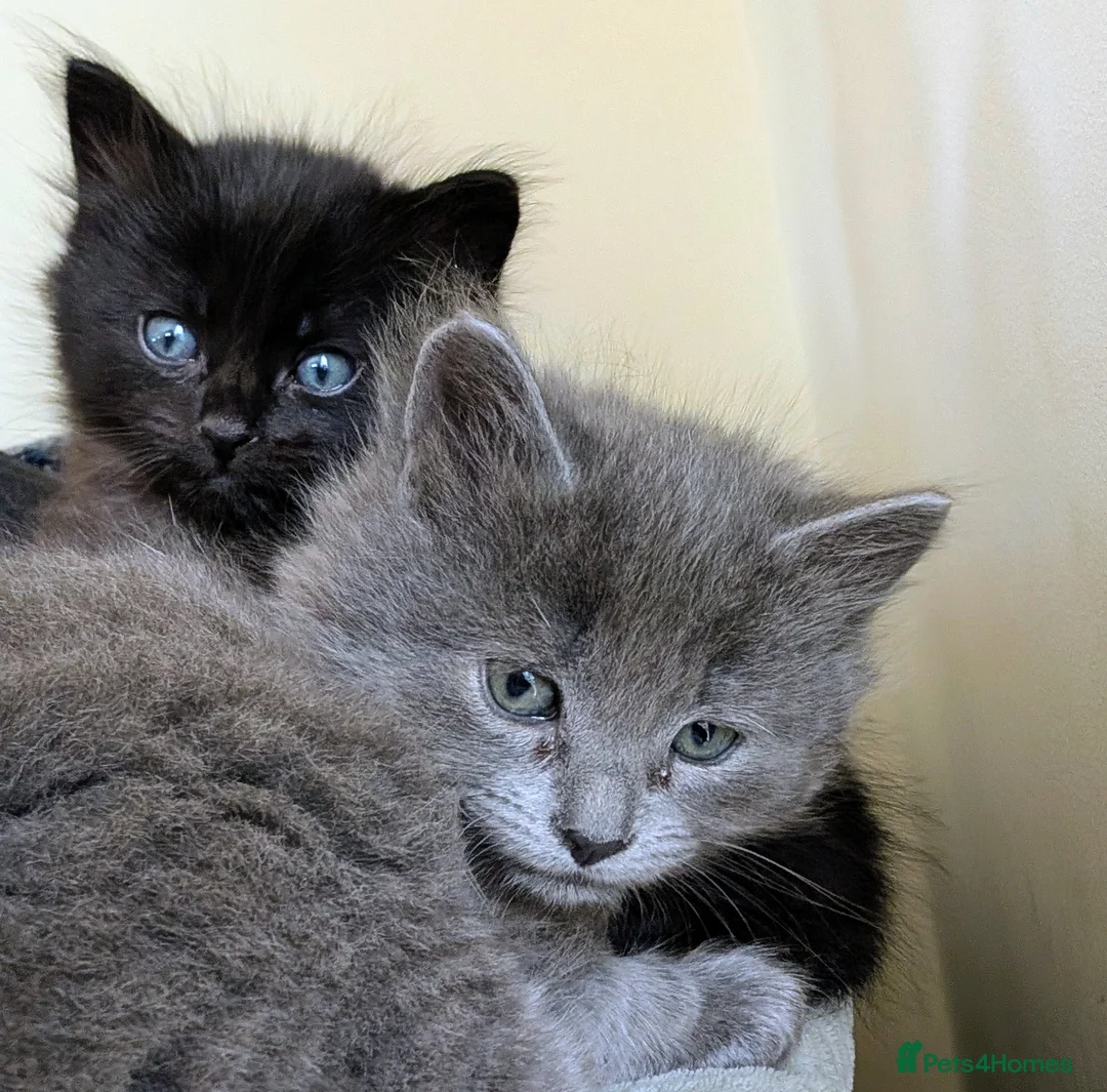 Mixed Breed cats for sale: Mixed breed kittens  - Advert 2