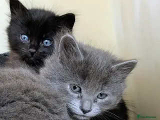 Mixed Breed cats Mixed breed kittens - Advert 1