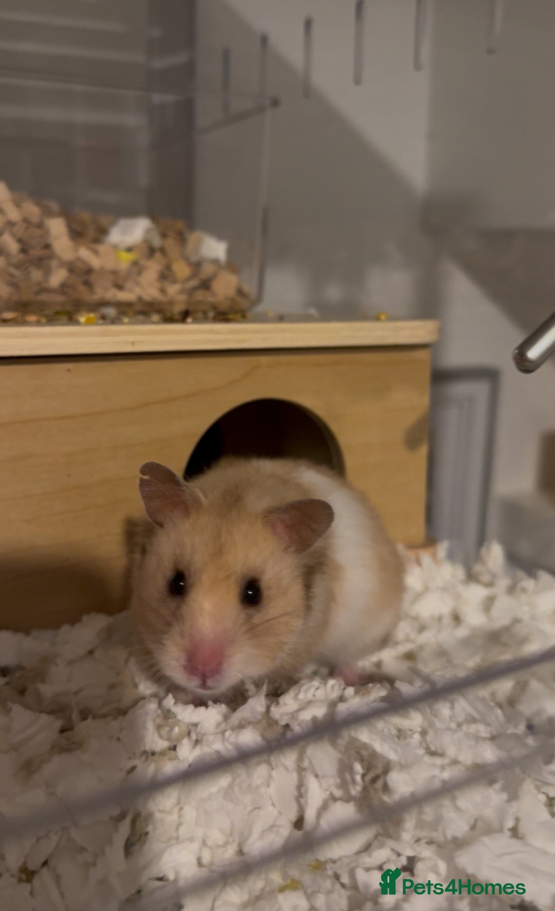 Hamster rodents for sale: Meet Bear, Female Syrian for Adoption - Advert 5