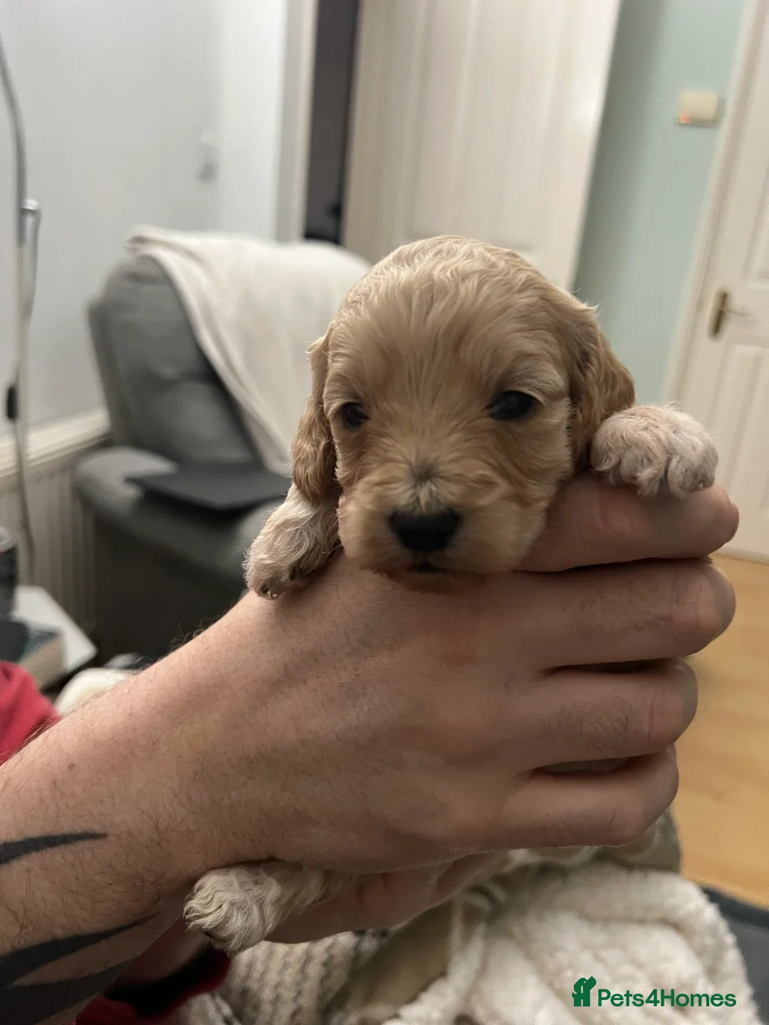 Cockapoo dogs for sale: ONLY TWO GIRLS LEFT BEAUTIFUL LITTER OF COCKAPOO  - Advert 15