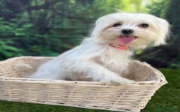 Maltese dogs for sale:  Maltese looking for a new home only 1 boy left - Image 2