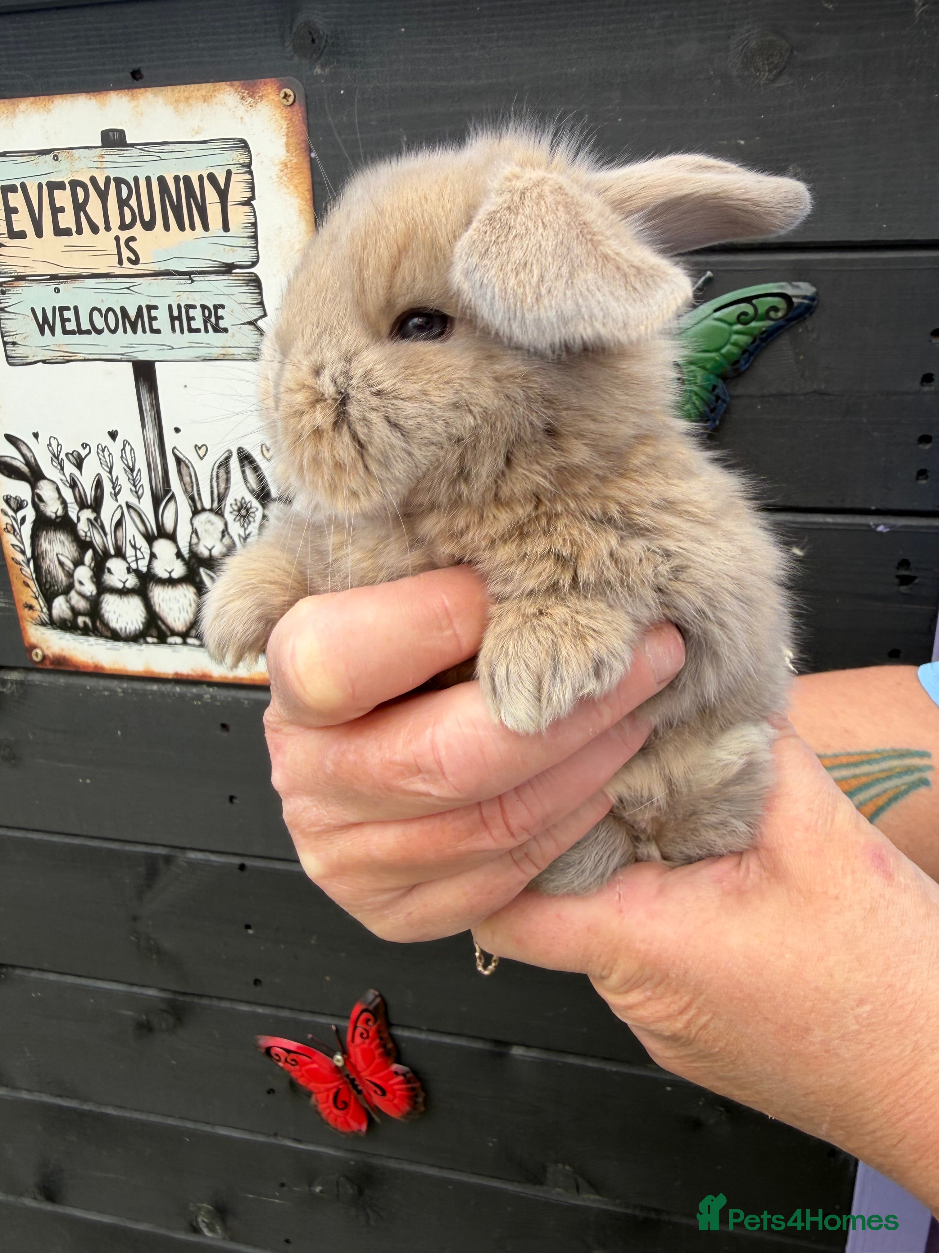 French Lop rabbits French lops  - Advert 4
