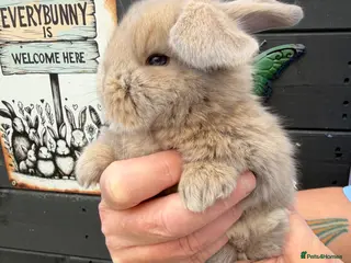 French Lop rabbits French lops - Advert 4