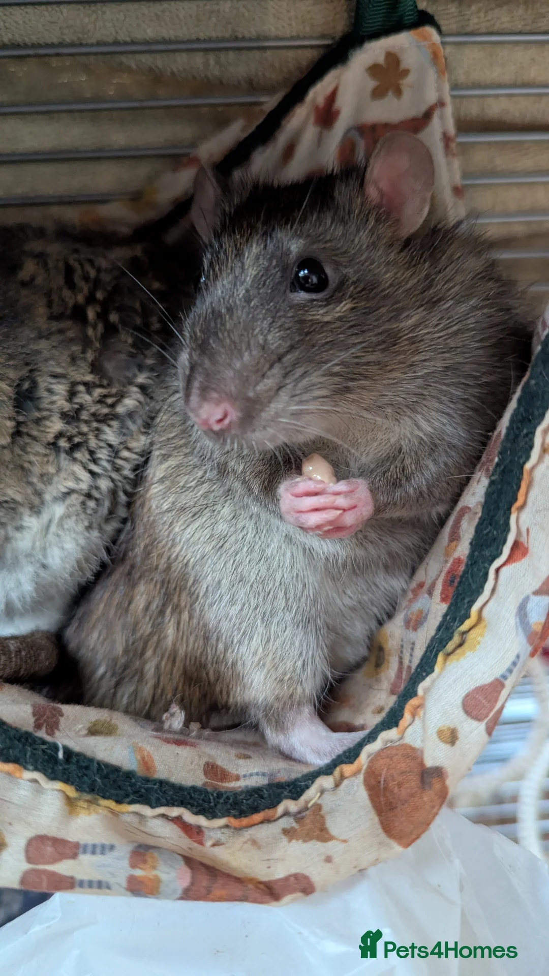 Rat rodents for sale: 10 month old male rats in North Shields - Advert 2