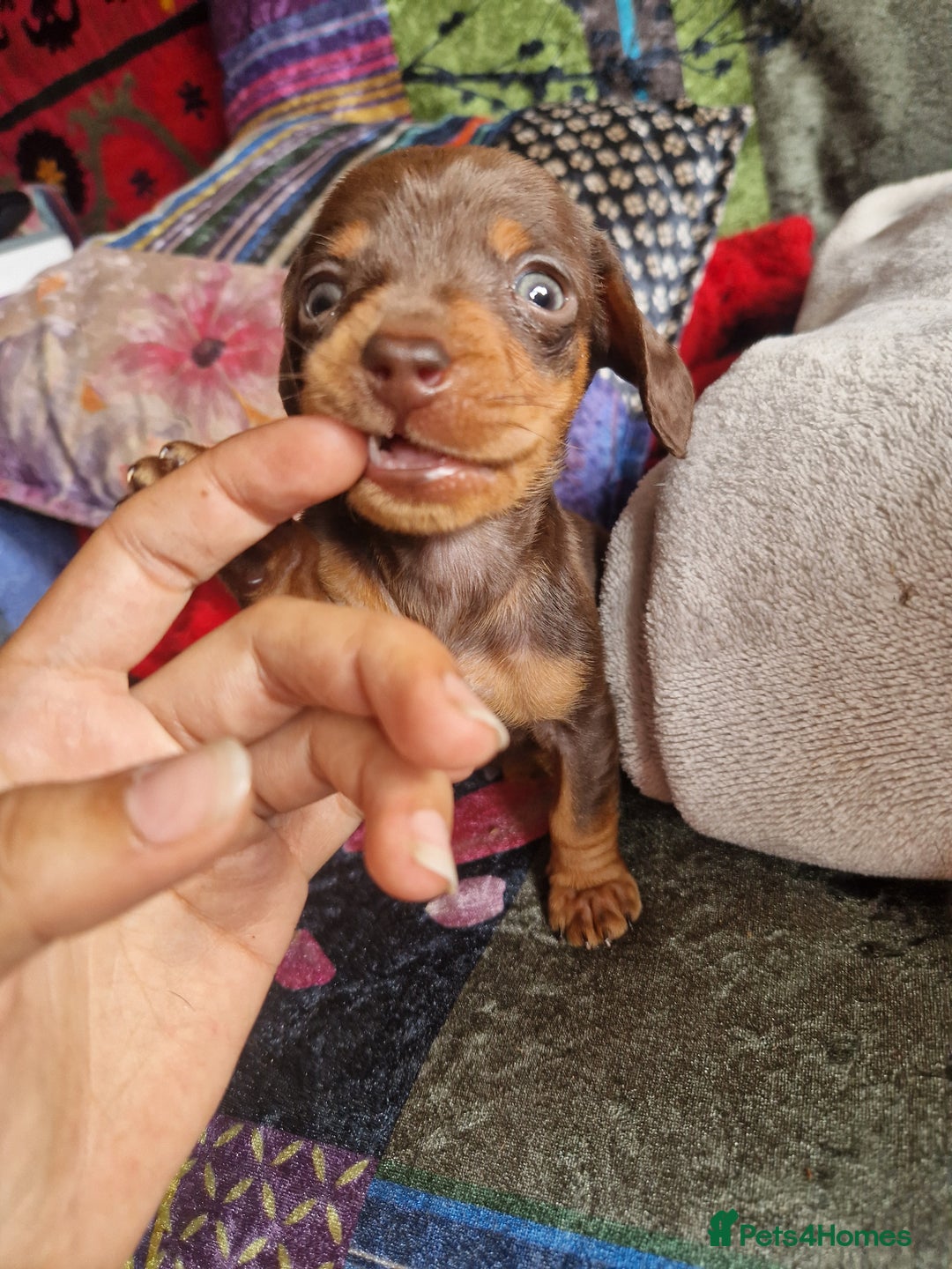 Miniature Dachshund dogs for sale: Miniature Dachshund Pups - Image 16