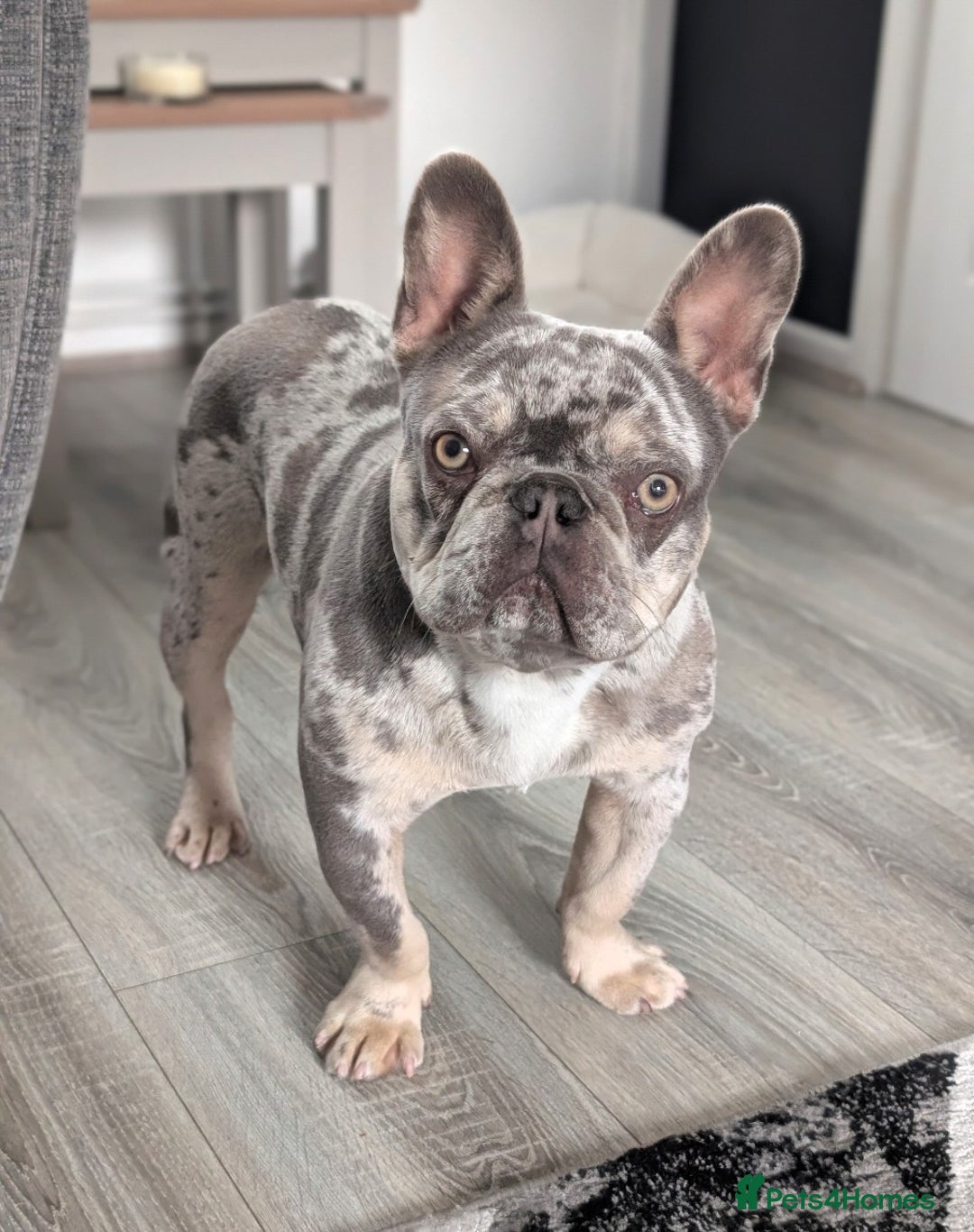 French Bulldog dogs for sale: Beautiful 11 month old merle French Bulldog  - Advert 1