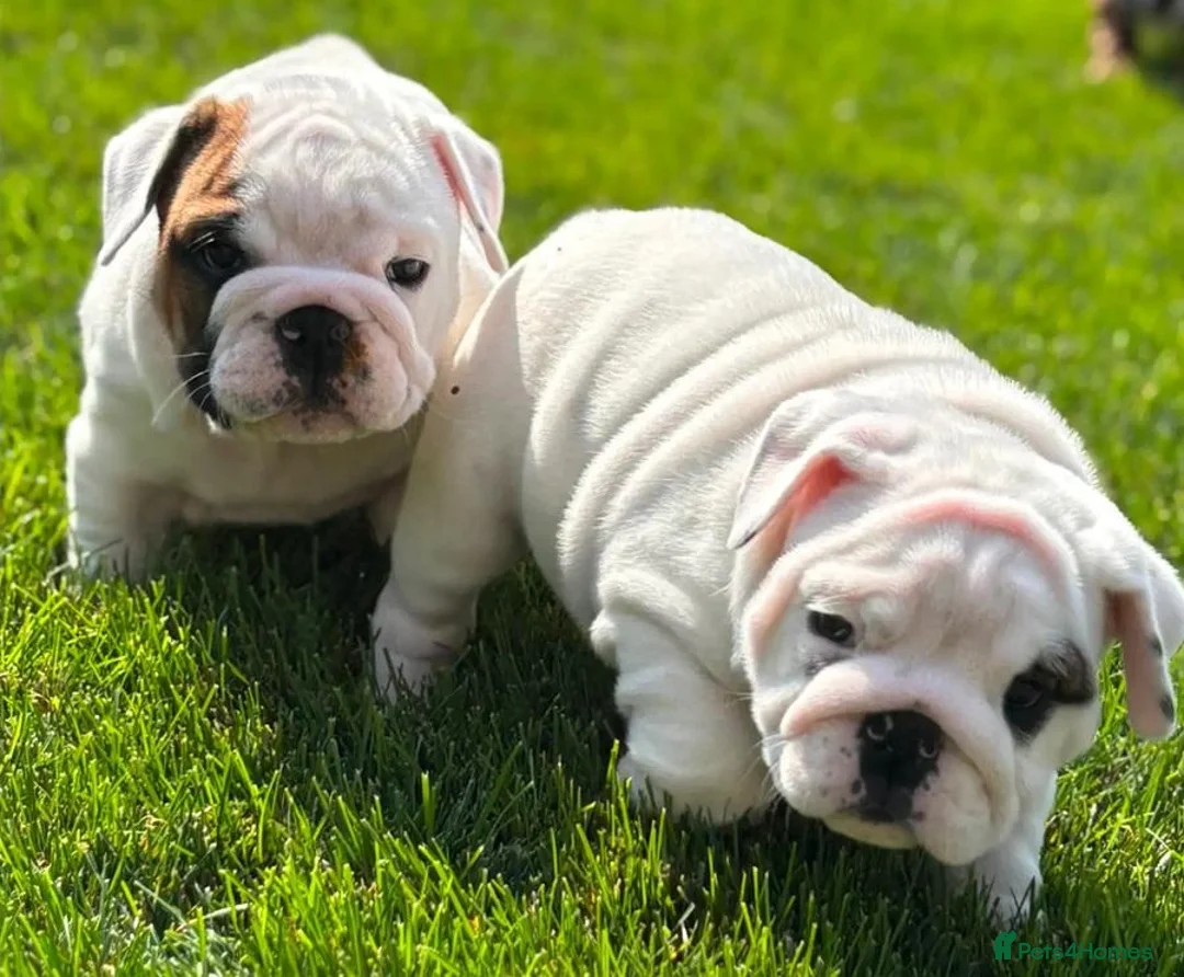 English Bulldog dogs for sale: Beautiful Pure English Bulldogs Raised with Love❤️ - Advert 2