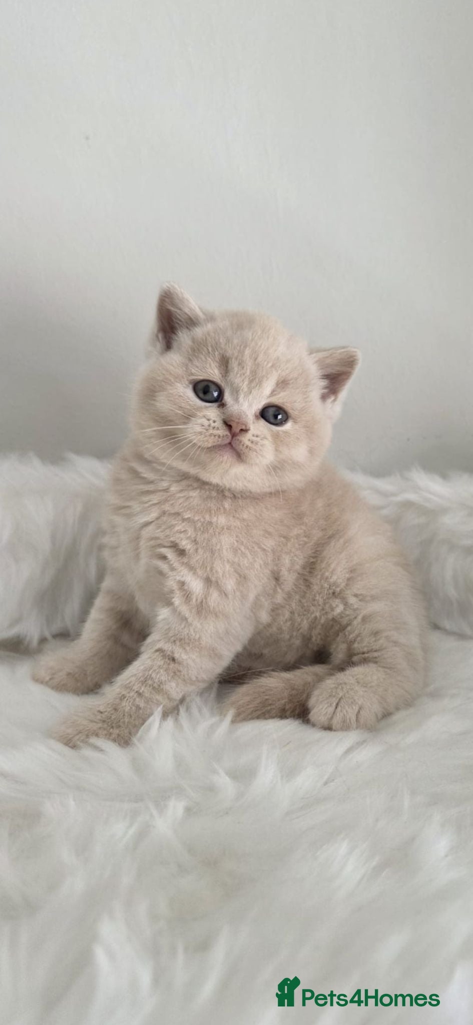 British Shorthair cats Exceptional Champion🏆 British longhair kitten - Advert 2