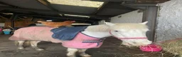 Other Breed horses for sale: Honest ad  in Selkirk - Advert 5