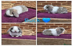 Mini Lop rabbits for sale: READY NOW Gorgeous pure breed mini lops  - Image 1